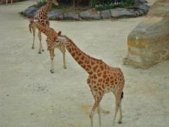 149 BIO PARC DE DOUE LA FONTAINE 1- 2016_000036